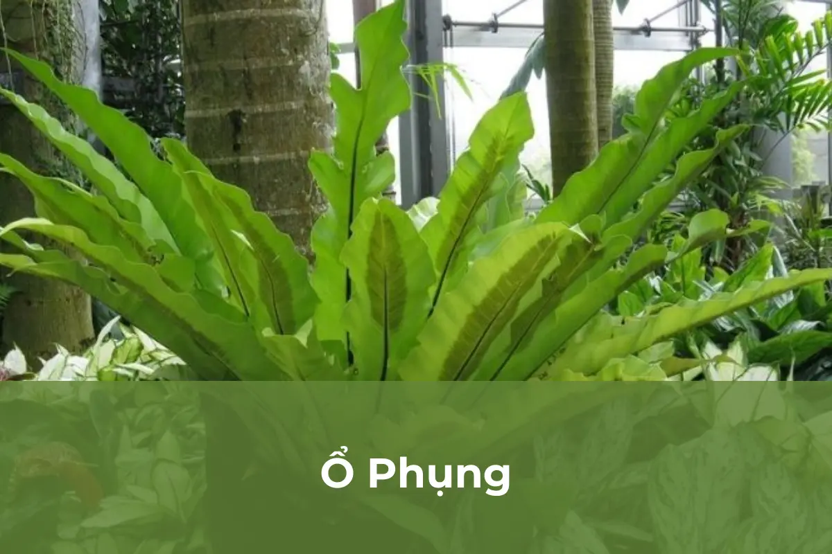 Ổ Phụng - Cây cảnh độc lạ số 5