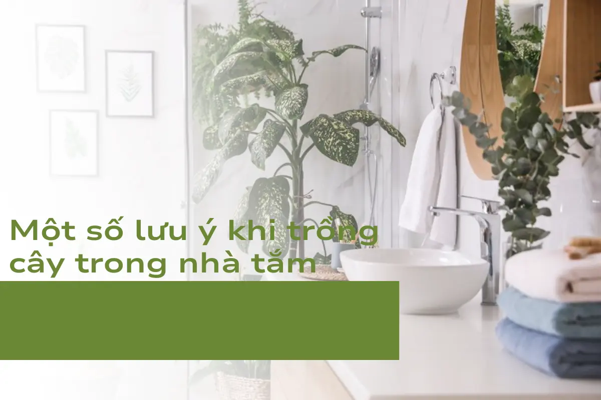 Một số lưu ý khi trồng cây trong nhà tắm