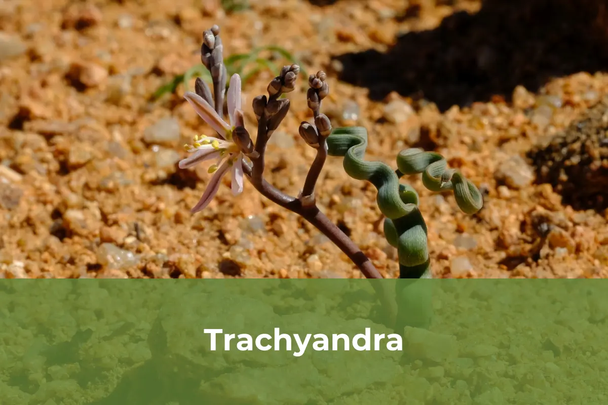 Trachyandra - Cây cảnh độc lạ số 1