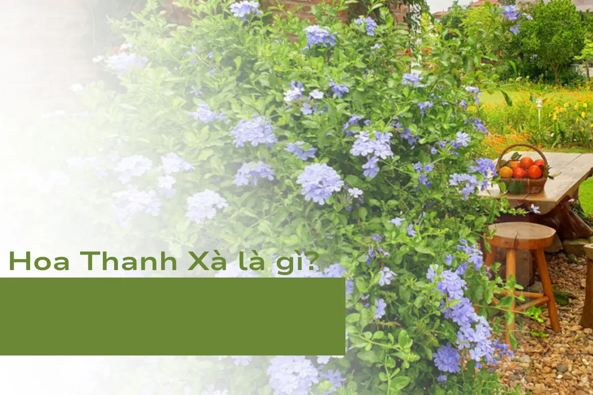 Hoa Thanh Xà là gì?