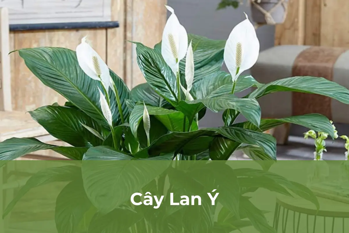 Cây Lan Ý