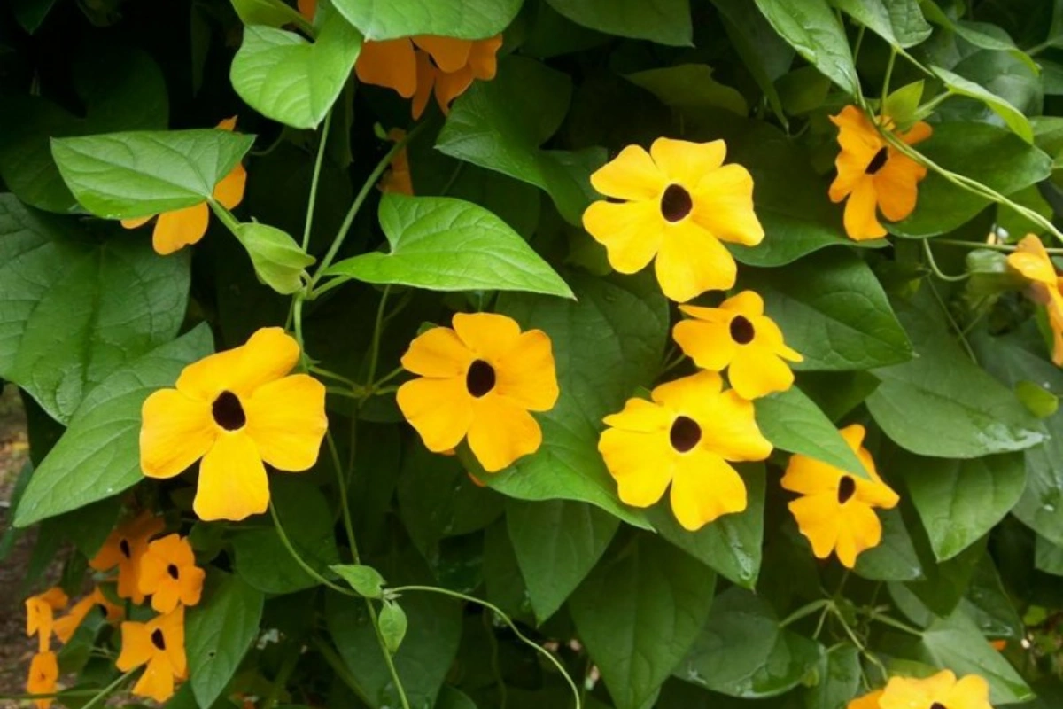 Loài hoa này thuộc họ Ô Rô