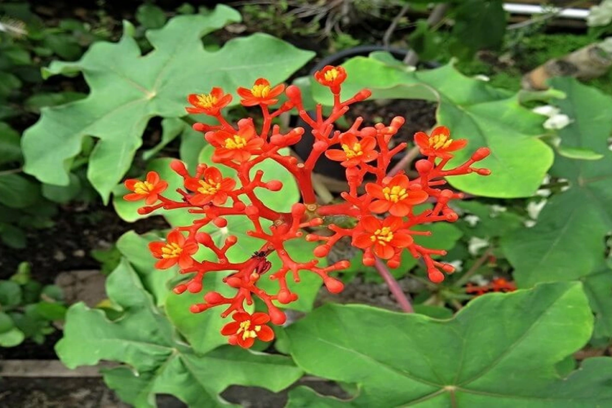 cây ngô đồng
