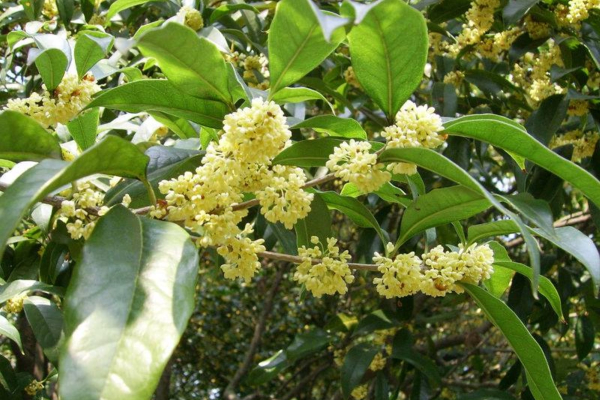 Cây mộc hương hay cây quế hoa, có tên khoa học là Osmanthus Fragrans