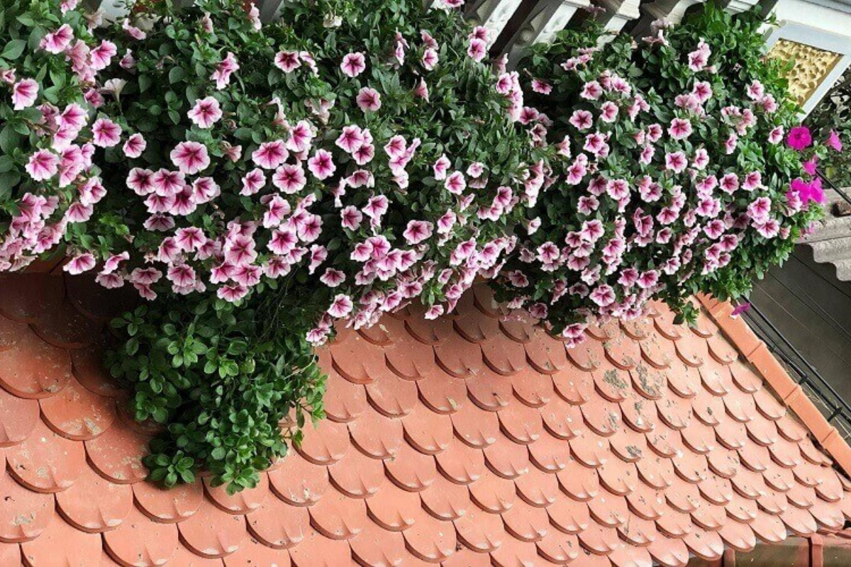 uổi thọ của cây chỉ kéo dài trong vòng khoảng 1 năm