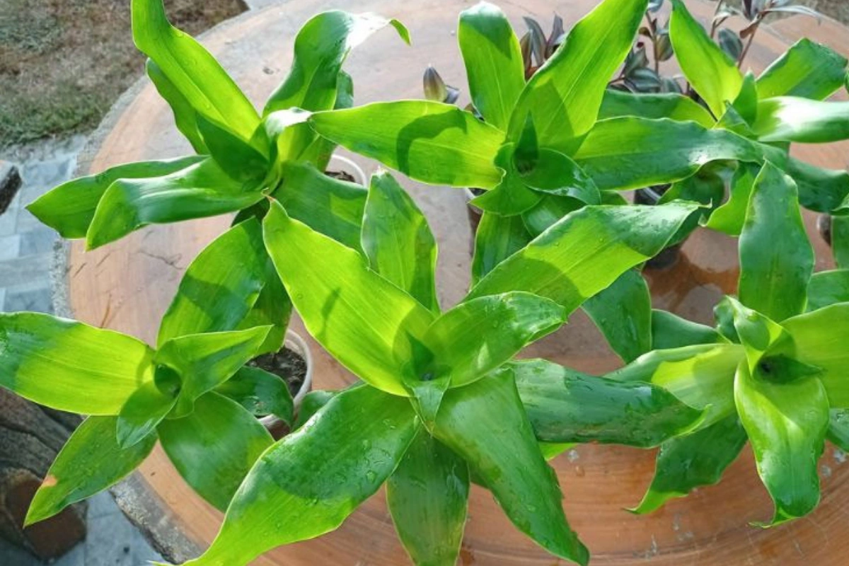 Bài thuốc này đặc biệt tốt cho cả nam và nữ vì mang lại khả năng kháng viêm, giảm sưng