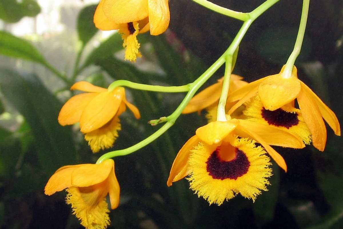 Hoa có nguồn gốc từ châu Á