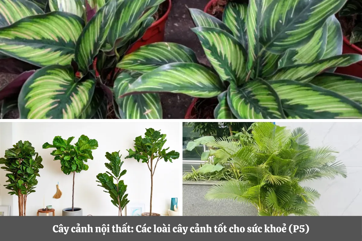 Cây Cảnh Nội Thất: Các Loài Cây Cảnh Tốt Cho Sức Khỏe (P5)