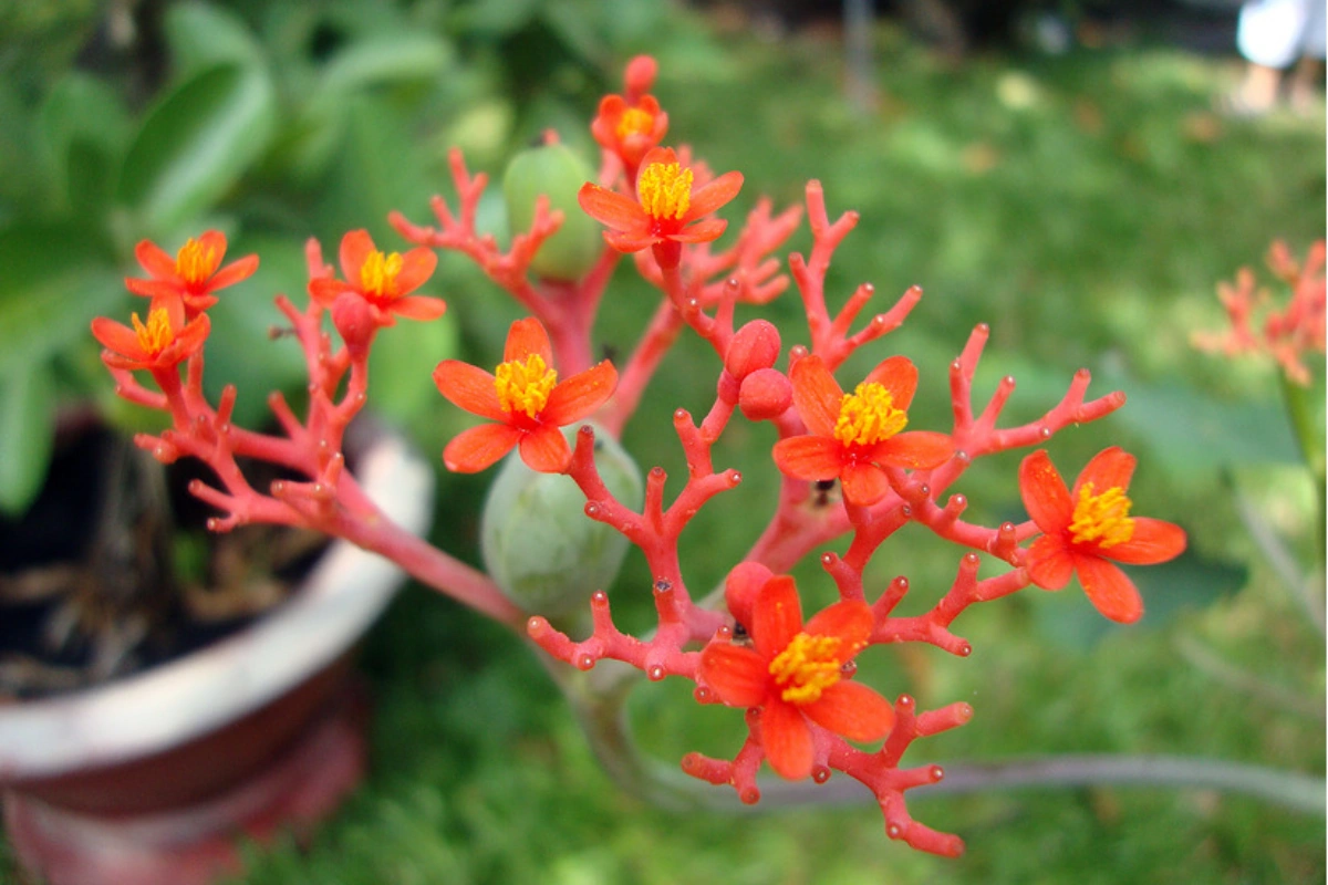 có nguồn gốc từ Châu Mỹ