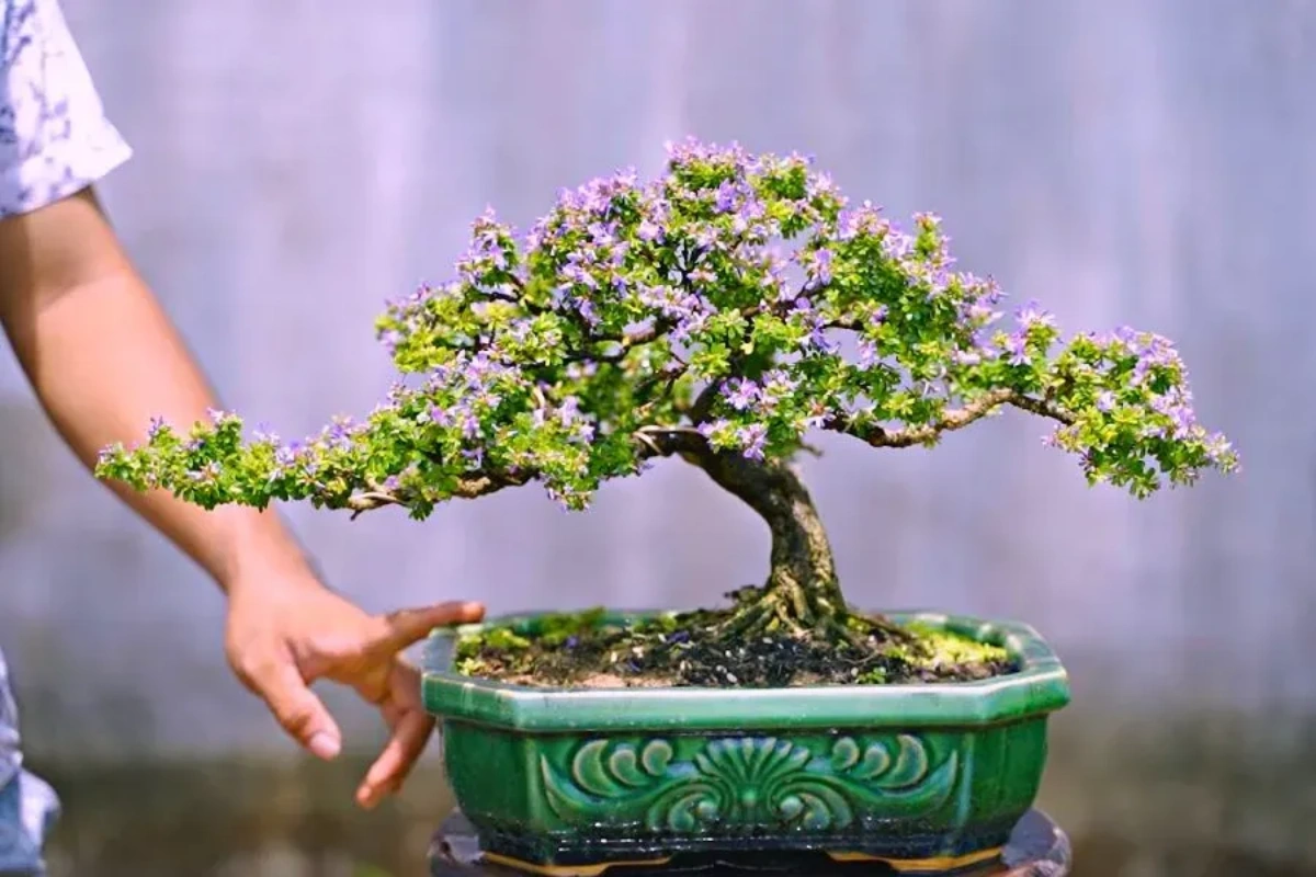 Cây linh sam được trồng nhiều ở các vùng núi miền Trung