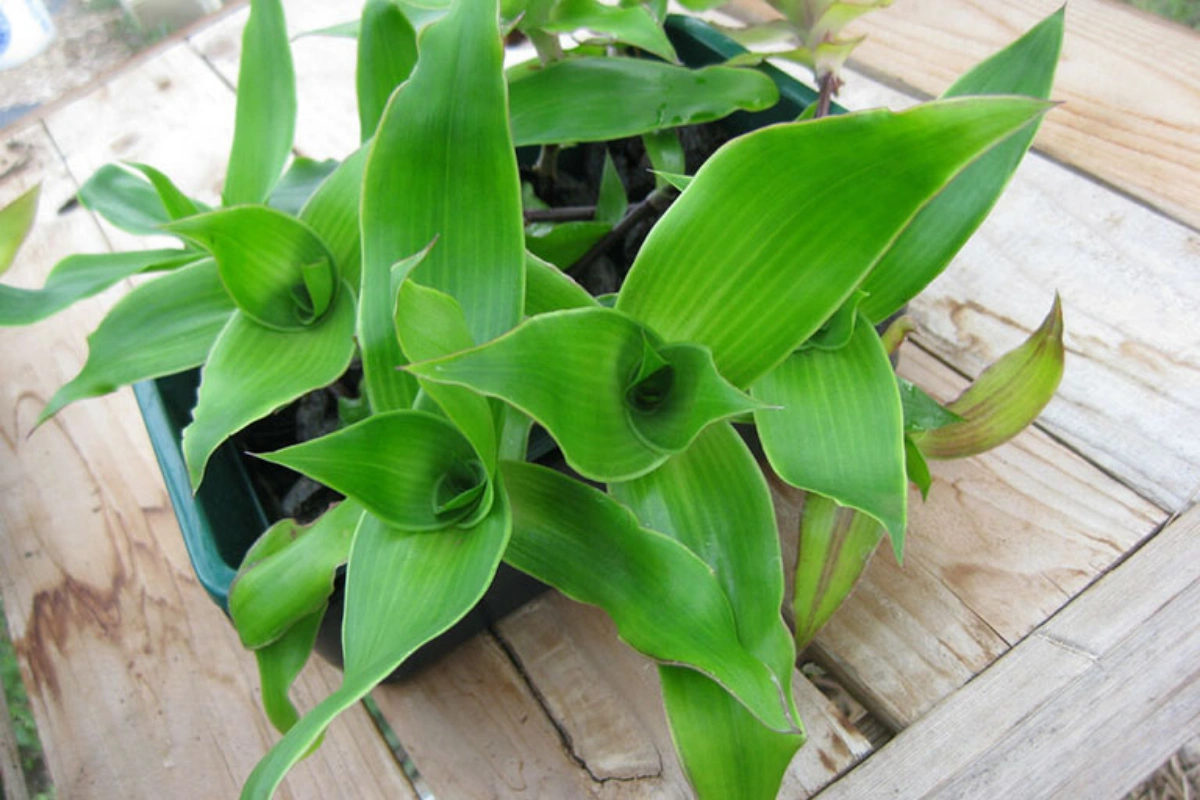 tác dụng chữa bệnh của cây đối với viêm loét dạ dày tá tràng và viêm đại tràng đã mang lại hiệu quả rất tốt