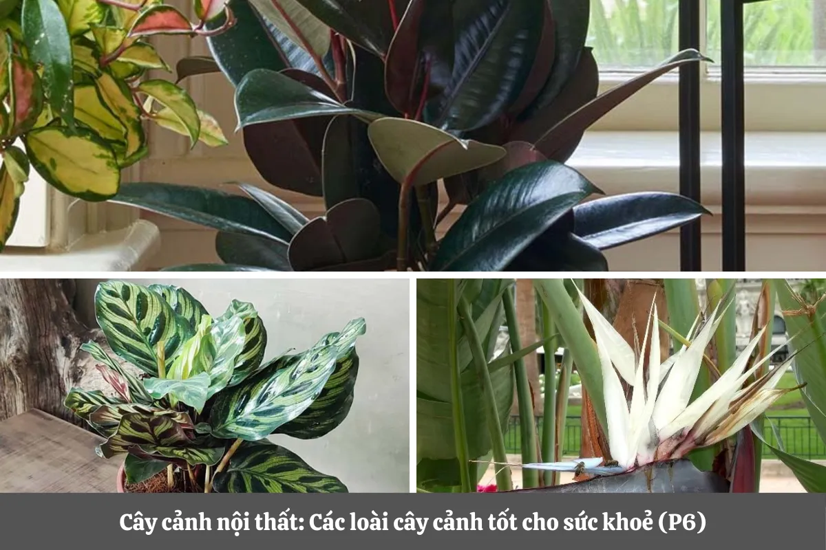 Cây Cảnh Nội Thất: Các Loài Cây Cảnh Tốt Cho Sức Khỏe (P6)