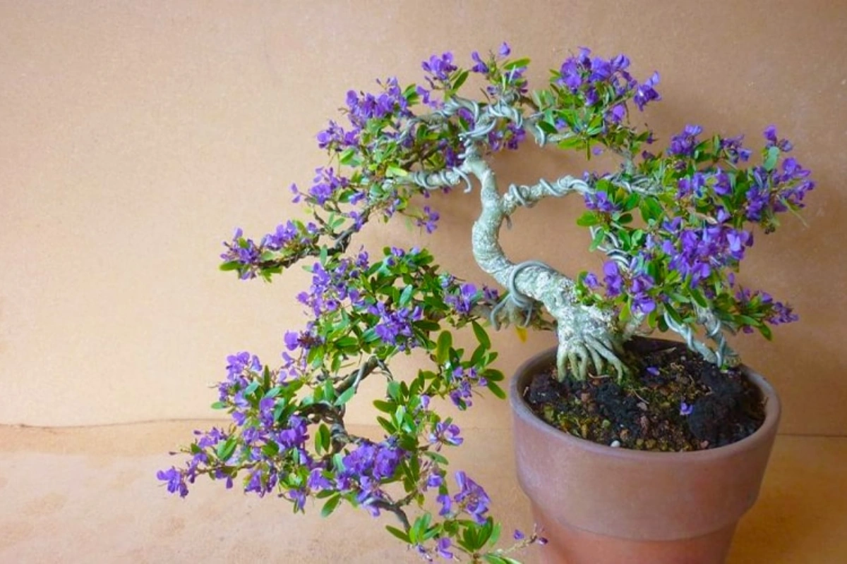 biểu tượng của sự bình yên, mang đến vận khí tốt, sức khỏe và tiền tài cho gia đình