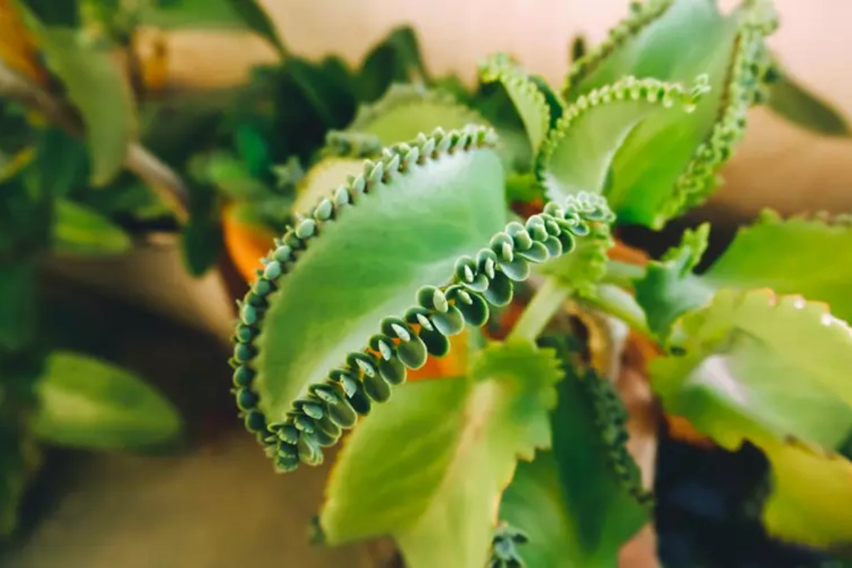 Người bị mất ngủ nên dùng 3 – 4 lá sống đời ăn sống hoặc ép lấy nước uống
