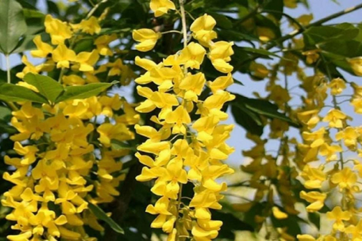 Sự quyến rũ, thơ mộng mê lòng người trong màu sắc và kết cấu buông thả, nhẹ nhàng