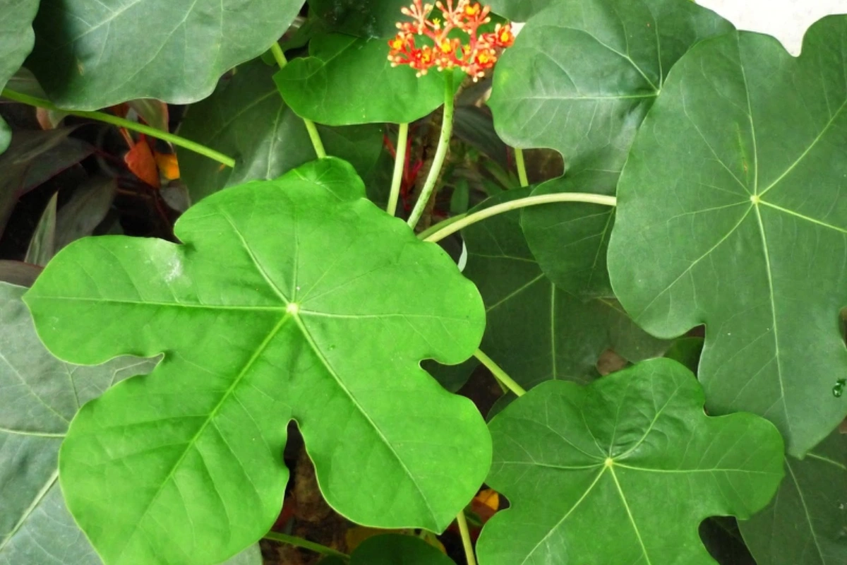cây ngô đồng