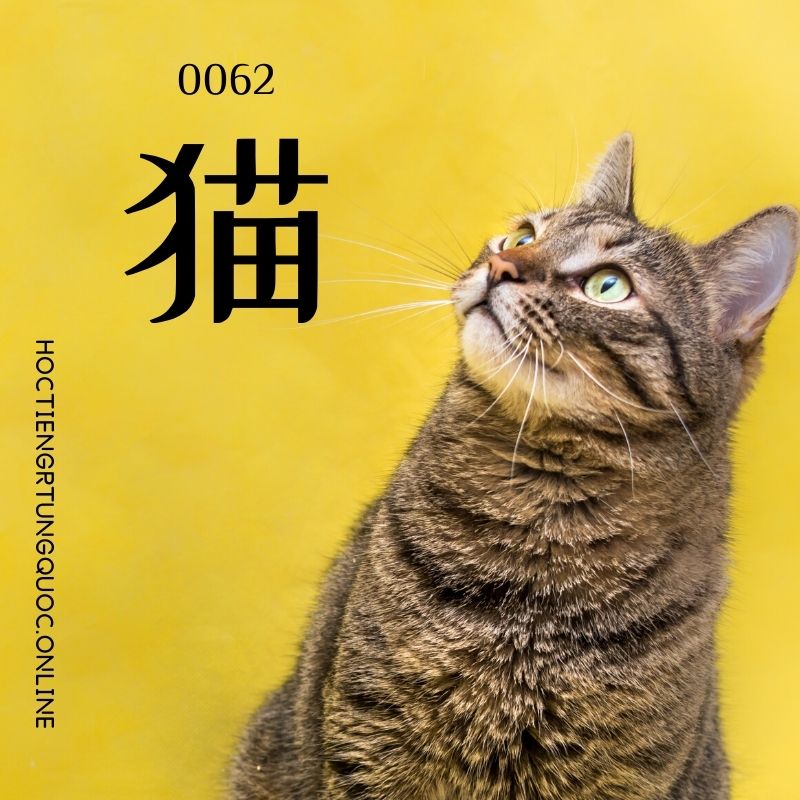 0062 – 猫 – hsk1 – tu dien tam ngu 5099 tu vung hsk 1 6 1