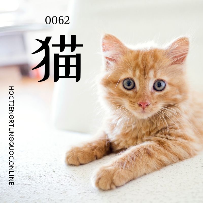 0062 – 猫 – hsk1 – tu dien tam ngu 5099 tu vung hsk 1 6