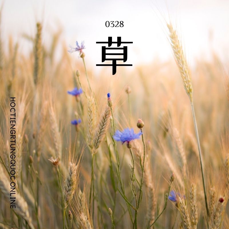 0328 – 草 – HSK3 – Tu dien tam ngu 5099 tu vung HSK 1 6