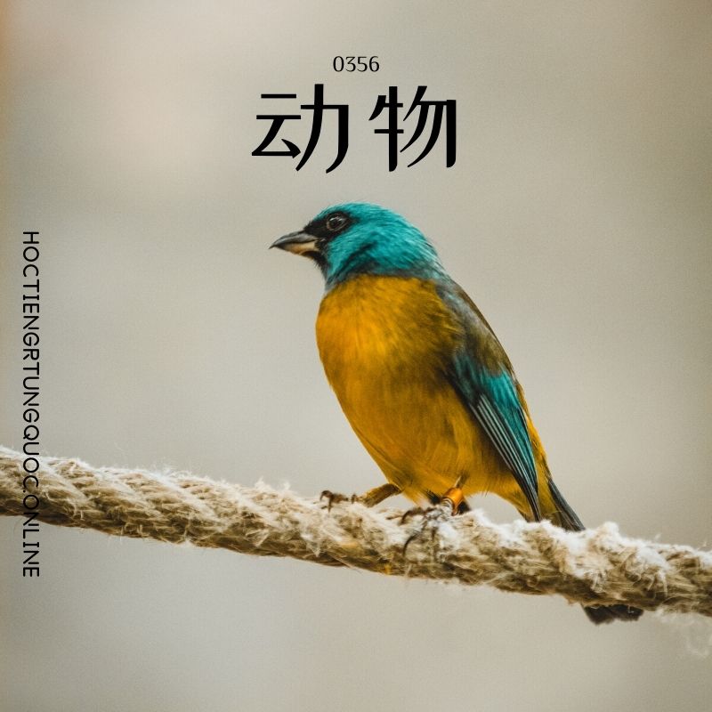 0356 – 动物 – HSK3 – Tu dien tam ngu 5099 tu vung HSK 1 6 1