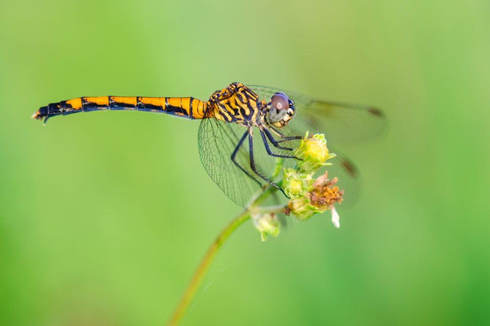 focusing-dragonfly-macro-photography-960x640-2