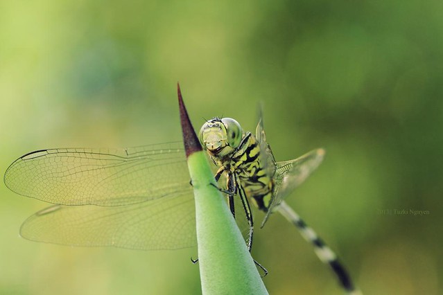 31200801724_4971214110_z ảnh macro