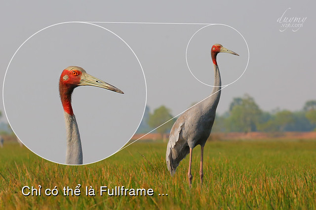 31537940871_e05b1ac7ba_z mua may fullframe hay crop