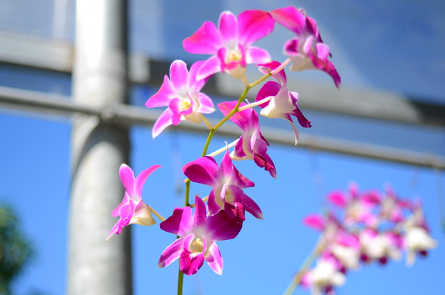 31832692554_ebb8f871f2_z DSC_0753