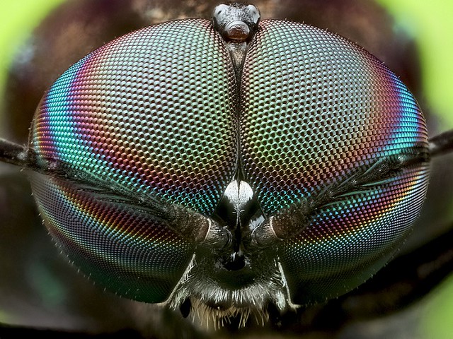 31924083291_3a5c162c5f_z ảnh macro ruồi