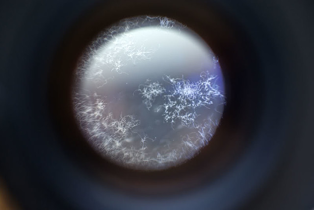 31965647023_fdd65f00a3_z rễ tre lens