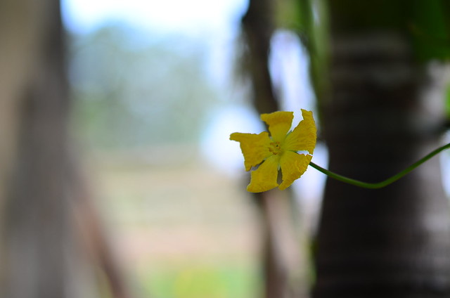 32553274701_f3f3413aa5_z DSC_2384