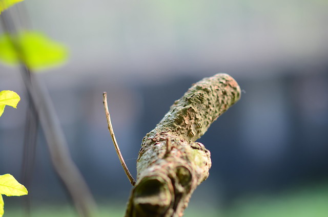 32553278331_c7db49576c_z DSC_2382