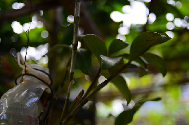 32554308671_15516f391c_z DSC_2408