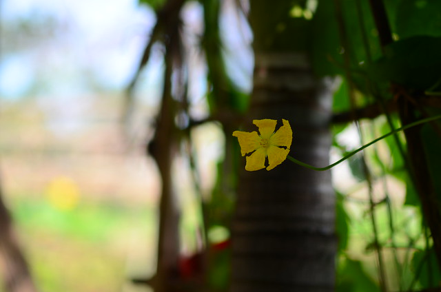 32634783266_ba2511ca30_z DSC_2381