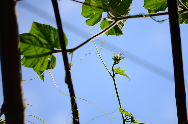 32634784896_fcf8db045c_z DSC_2380