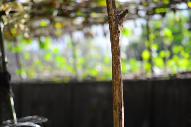 32675397765_6cd0f4109d_z DSC_2374