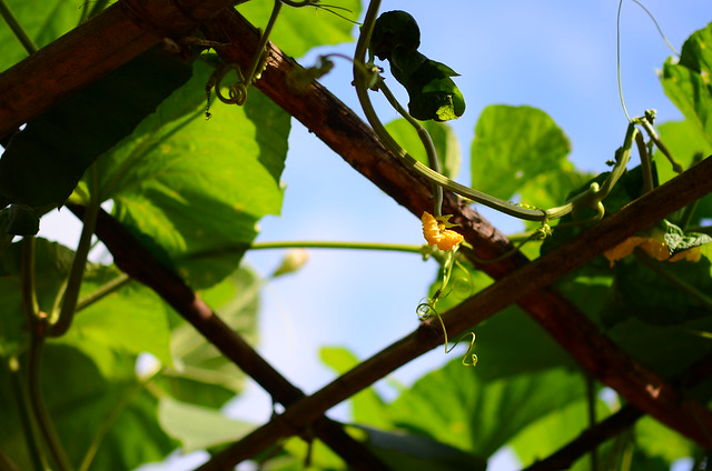 32675408365_9d93436966_z DSC_2372