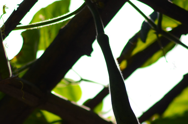 32675844355_231707aa2e_z vien xanh