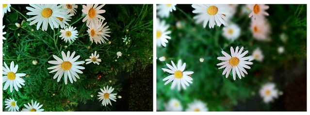 33099733385_44cdc7a2f6_z do sau truong anh