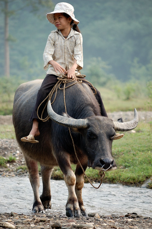 34298083143_f62814c1a7_c Walking_the_water_buffalo