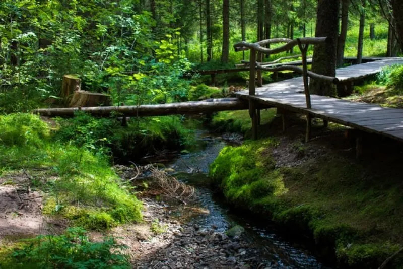 Rừng đen ở Đức