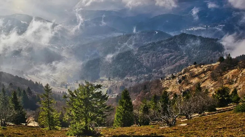 Rừng đen ở Đức