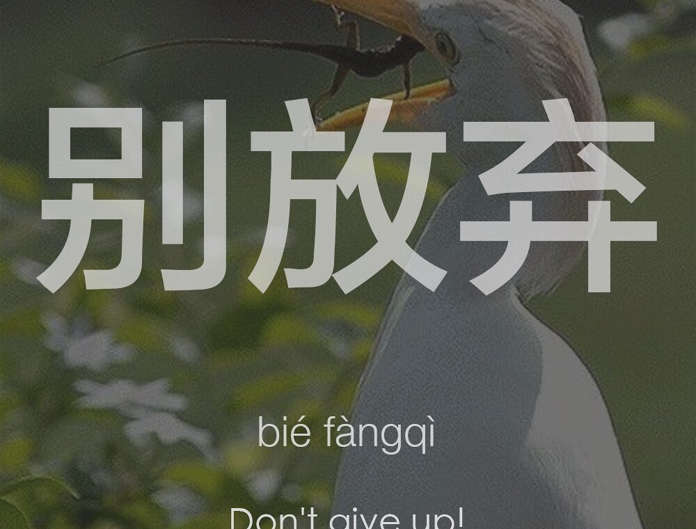 Đừng bao giờ bỏ cuộc – 从未放弃