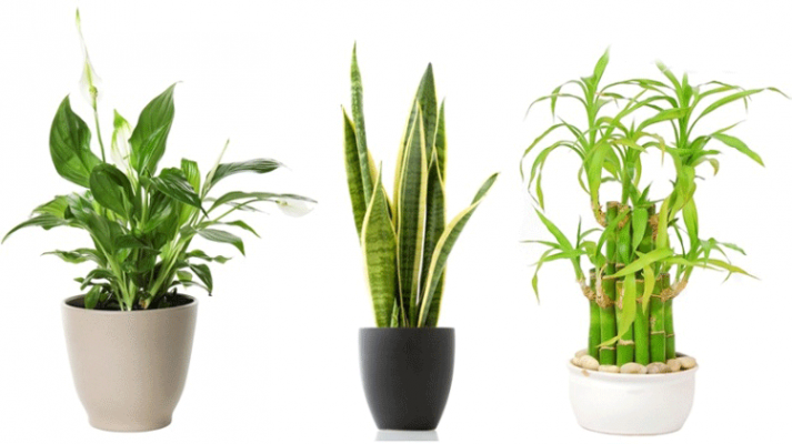 tu-vung-ve-cac-loai-cay-713x400-1