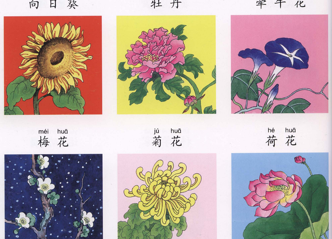 Từ vựng về các loài hoa