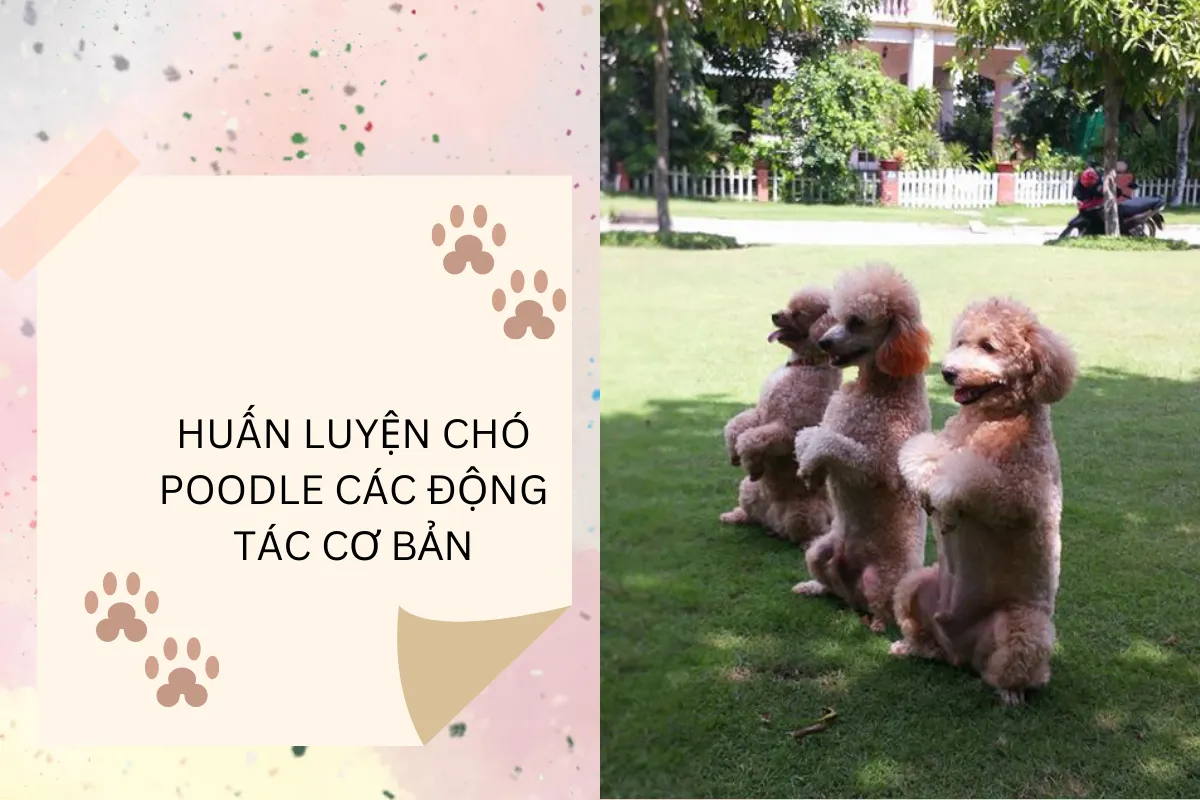 Huấn luyện chó Poodle các động tác cơ bản là niềm vui của chủ và cún yêu.