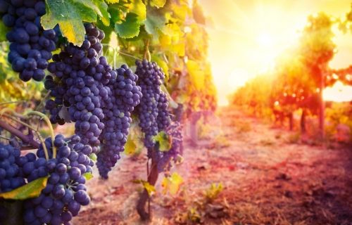 Nho đen Tây Ban Nha