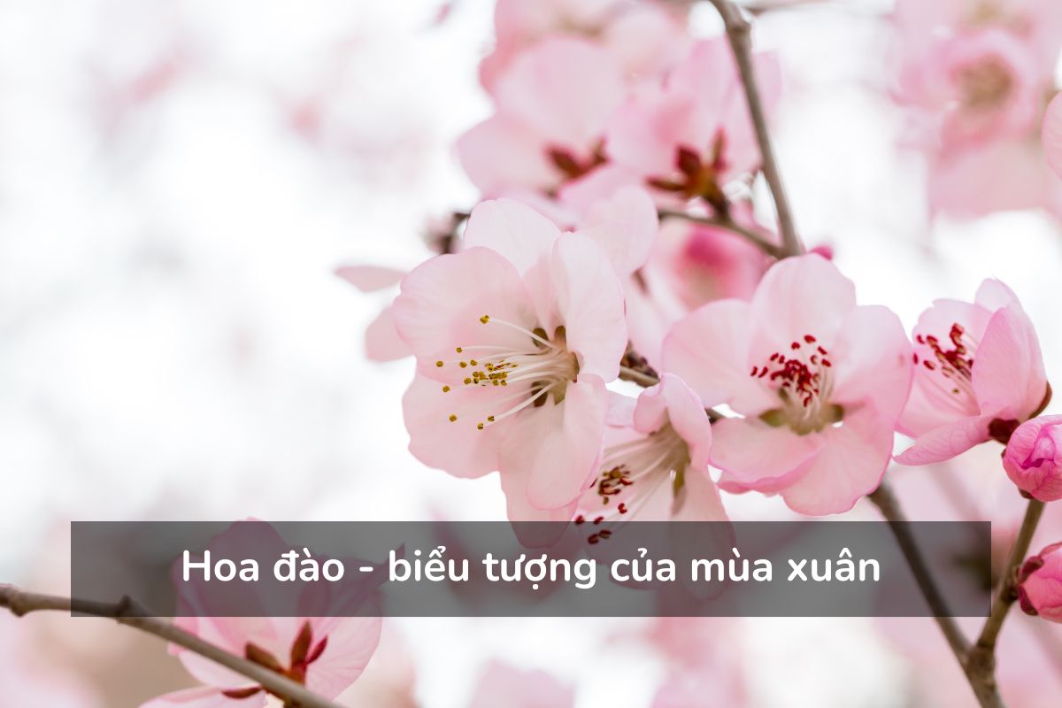 Hoa đào - biểu tượng của mùa xuân