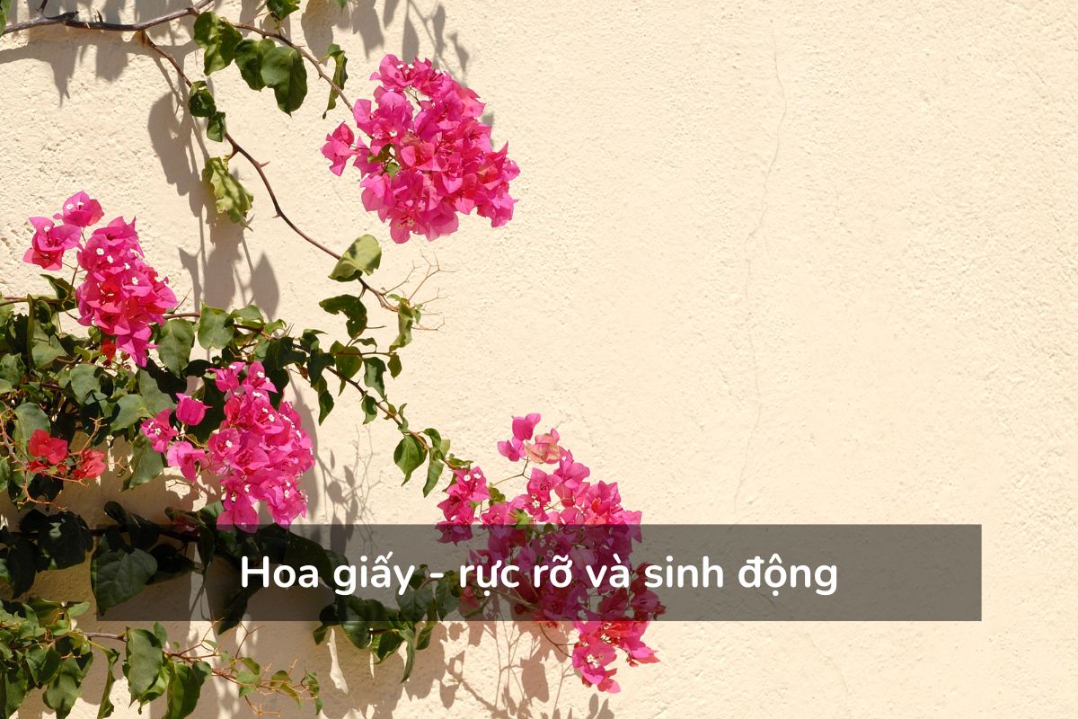Hoa giấy - rực rỡ và sinh động