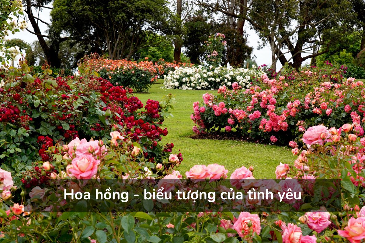 Hoa hồng - biểu tượng của tình yêu